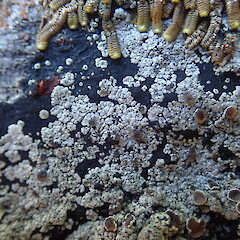 Degelia crustacea