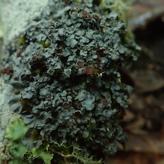 Photographer: Marley Ford, Licence: <a target='_blank' href='https://creativecommons.org/licenses/by-nc/4.0'>CC BY-NC</a>. <a class='member-message' href='/nzpcn/why-join-nzpcn/' target='_blank'>Members can view a larger version of this image.</a>