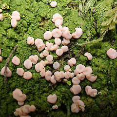 Kepler Track, Fiordland.<br>Photographer: Melissa Hutchison, Date taken: 03/10/2020, Licence: <a target='_blank' href='https://creativecommons.org/licenses/by-nc/4.0'>CC BY-NC</a>. <a class='member-message' href='/nzpcn/why-join-nzpcn/' target='_blank'>Members can view a larger version of this image.</a>