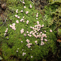 Kepler Track, Fiordland.<br>Photographer: Melissa Hutchison, Date taken: 03/10/2020, Licence: <a target='_blank' href='https://creativecommons.org/licenses/by-nc/4.0'>CC BY-NC</a>. <a class='member-message' href='/nzpcn/why-join-nzpcn/' target='_blank'>Members can view a larger version of this image.</a>