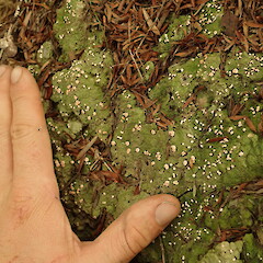 On clay, Hokianga, Northland.<br>Photographer: Marley Ford, Licence: <a target='_blank' href='https://creativecommons.org/licenses/by-nc/4.0'>CC BY-NC</a>. <a class='member-message' href='/nzpcn/why-join-nzpcn/' target='_blank'>Members can view a larger version of this image.</a>