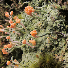 Charleston, West Coast.<br>Photographer: Melissa Hutchison, Date taken: 04/06/2016, Licence: <a target='_blank' href='https://creativecommons.org/licenses/by-nc/4.0'>CC BY-NC</a>. <a class='member-message' href='/nzpcn/why-join-nzpcn/' target='_blank'>Members can view a larger version of this image.</a>