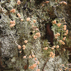 Kaueranga Valley, Coromandel Peninsula.<br>Photographer: Melissa Hutchison, Date taken: 23/03/2019, Licence: <a target='_blank' href='https://creativecommons.org/licenses/by-nc/4.0'>CC BY-NC</a>. <a class='member-message' href='/nzpcn/why-join-nzpcn/' target='_blank'>Members can view a larger version of this image.</a>