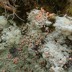 Dibaeis arcuata (top) growing with Baeomyces heteromorphus (lower) on a clay bank, Banks Peninsula.<br>Photographer: Melissa Hutchison, Date taken: 23/05/2020, Licence: <a target='_blank' href='https://creativecommons.org/licenses/by-nc/4.0'>CC BY-NC</a>. <a class='member-message' href='/nzpcn/why-join-nzpcn/' target='_blank'>Members can view a larger version of this image.</a>