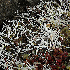 Luxmore Hut, Kepler Track, Fiordland.<br>Photographer: Melissa Hutchison, Date taken: 04/10/2020, Licence: <a target='_blank' href='https://creativecommons.org/licenses/by-nc/4.0'>CC BY-NC</a>. <a class='member-message' href='/nzpcn/why-join-nzpcn/' target='_blank'>Members can view a larger version of this image.</a>