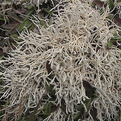 Spider Lakes, Heron Basin.<br>Photographer: Melissa Hutchison, Date taken: 30/11/2016, Licence: <a target='_blank' href='https://creativecommons.org/licenses/by-nc/4.0'>CC BY-NC</a>. <a class='member-message' href='/nzpcn/why-join-nzpcn/' target='_blank'>Members can view a larger version of this image.</a>