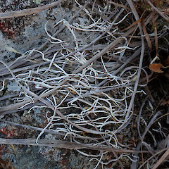 Woolshed Creek, Mt Somers.<br>Photographer: Melissa Hutchison, Date taken: 21/09/2019, Licence: <a target='_blank' href='https://creativecommons.org/licenses/by-nc/4.0'>CC BY-NC</a>. <a class='member-message' href='/nzpcn/why-join-nzpcn/' target='_blank'>Members can view a larger version of this image.</a>