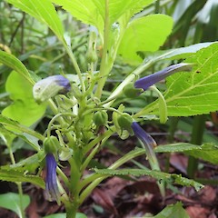 Photographer: Ian Ivey, Date taken: 08/06/2021, Licence: <a target='_blank' href='https://creativecommons.org/licenses/by-nc/4.0'>CC BY-NC</a>.