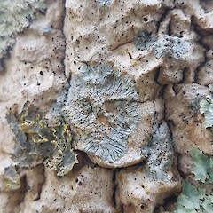 Corticolous on cabbage tree (Cordyline australis), South Head, Auckland.<br>Photographer: Andrew Marshall, Date taken: 02/05/2018, Licence: All rights reserved. <a class='member-message' href='/nzpcn/why-join-nzpcn/' target='_blank'>Members can view a larger version of this image.</a>