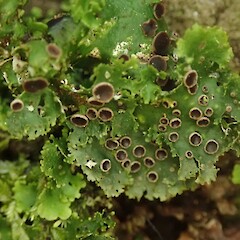 Apothecia.<br>Photographer: Melissa Hutchison, Licence: <a target='_blank' href='https://creativecommons.org/licenses/by-nc/4.0'>CC BY-NC</a>. <a class='member-message' href='/nzpcn/why-join-nzpcn/' target='_blank'>Members can view a larger version of this image.</a>