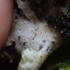 Underside.<br>Photographer: Marley Ford, Licence: <a target='_blank' href='https://creativecommons.org/licenses/by-nc/4.0'>CC BY-NC</a>. <a class='member-message' href='/nzpcn/why-join-nzpcn/' target='_blank'>Members can view a larger version of this image.</a>