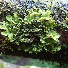 Sticta martinii
