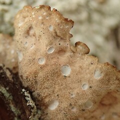 Underside.<br>Photographer: Melissa Hutchison, Licence: <a target='_blank' href='https://creativecommons.org/licenses/by-nc/4.0'>CC BY-NC</a>. <a class='member-message' href='/nzpcn/why-join-nzpcn/' target='_blank'>Members can view a larger version of this image.</a>