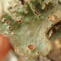 Apothecia.<br>Photographer: Melissa Hutchison, Licence: <a target='_blank' href='https://creativecommons.org/licenses/by-nc/4.0'>CC BY-NC</a>. <a class='member-message' href='/nzpcn/why-join-nzpcn/' target='_blank'>Members can view a larger version of this image.</a>