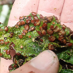 Apothecia.<br>Photographer: Marley Ford, Licence: <a target='_blank' href='https://creativecommons.org/licenses/by-nc/4.0'>CC BY-NC</a>. <a class='member-message' href='/nzpcn/why-join-nzpcn/' target='_blank'>Members can view a larger version of this image.</a>