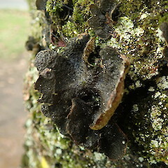 Corticolous on urban tree.<br>Photographer: Marley Ford, Licence: <a target='_blank' href='https://creativecommons.org/licenses/by-nc/4.0'>CC BY-NC</a>. <a class='member-message' href='/nzpcn/why-join-nzpcn/' target='_blank'>Members can view a larger version of this image.</a>