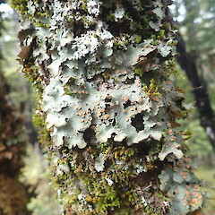 Corticolous in beech forest.<br>Photographer: Marley Ford, Licence: <a target='_blank' href='https://creativecommons.org/licenses/by-nc/4.0'>CC BY-NC</a>. <a class='member-message' href='/nzpcn/why-join-nzpcn/' target='_blank'>Members can view a larger version of this image.</a>