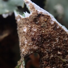 Underside.<br>Photographer: Marley Ford, Licence: <a target='_blank' href='https://creativecommons.org/licenses/by-nc/4.0'>CC BY-NC</a>. <a class='member-message' href='/nzpcn/why-join-nzpcn/' target='_blank'>Members can view a larger version of this image.</a>