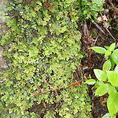 Corticolous at tree base.<br>Photographer: Marley Ford, Licence: <a target='_blank' href='https://creativecommons.org/licenses/by-nc/4.0'>CC BY-NC</a>. <a class='member-message' href='/nzpcn/why-join-nzpcn/' target='_blank'>Members can view a larger version of this image.</a>