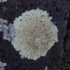 Saxicolous on urban basalt wall with Parmotrema species, Auckland.<br>Photographer: Marley Ford, Date taken: 05/09/2021, Licence: <a target='_blank' href='https://creativecommons.org/licenses/by-nc/4.0'>CC BY-NC</a>. <a class='member-message' href='/nzpcn/why-join-nzpcn/' target='_blank'>Members can view a larger version of this image.</a>