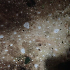 Thallus underside.<br>Photographer: Marley Ford, Licence: <a target='_blank' href='https://creativecommons.org/licenses/by-nc/4.0'>CC BY-NC</a>. <a class='member-message' href='/nzpcn/why-join-nzpcn/' target='_blank'>Members can view a larger version of this image.</a>