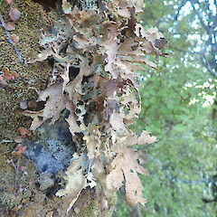 Exposed form.<br>Photographer: Marley Ford, Licence: <a target='_blank' href='https://creativecommons.org/licenses/by-nc/4.0'>CC BY-NC</a>. <a class='member-message' href='/nzpcn/why-join-nzpcn/' target='_blank'>Members can view a larger version of this image.</a>