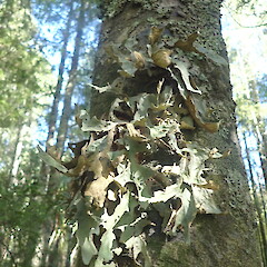 Forest form.<br>Photographer: Marley Ford, Licence: <a target='_blank' href='https://creativecommons.org/licenses/by-nc/4.0'>CC BY-NC</a>. <a class='member-message' href='/nzpcn/why-join-nzpcn/' target='_blank'>Members can view a larger version of this image.</a>