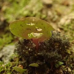 Photosymbiodeme formally known as Dendriscocaulon.<br>Photographer: Marley Ford, Licence: <a target='_blank' href='https://creativecommons.org/licenses/by-nc/4.0'>CC BY-NC</a>. <a class='member-message' href='/nzpcn/why-join-nzpcn/' target='_blank'>Members can view a larger version of this image.</a>