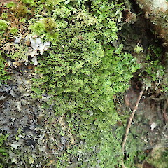 Low corticolous lichen in forest.<br>Photographer: Marley Ford, Licence: <a target='_blank' href='https://creativecommons.org/licenses/by-nc/4.0'>CC BY-NC</a>. <a class='member-message' href='/nzpcn/why-join-nzpcn/' target='_blank'>Members can view a larger version of this image.</a>