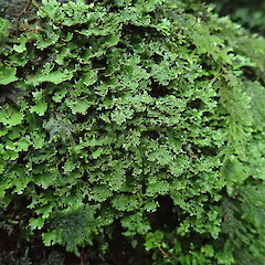 Sticta lacera