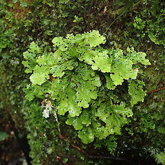 Sticta filix