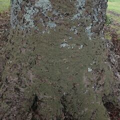 Corticolous at the base of Norfolk Island pine.<br>Photographer: Marley Ford, Licence: <a target='_blank' href='https://creativecommons.org/licenses/by-nc/4.0'>CC BY-NC</a>. <a class='member-message' href='/nzpcn/why-join-nzpcn/' target='_blank'>Members can view a larger version of this image.</a>