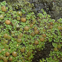 Maumaupaki Track, Coromandel Peninsula.<br>Photographer: Melissa Hutchison, Date taken: 06/09/2020, Licence: <a target='_blank' href='https://creativecommons.org/licenses/by-nc/4.0'>CC BY-NC</a>. <a class='member-message' href='/nzpcn/why-join-nzpcn/' target='_blank'>Members can view a larger version of this image.</a>