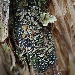Wainuiomata Forest.<br>Photographer: Melissa Hutchison, Date taken: 27/11/2019, Licence: <a target='_blank' href='https://creativecommons.org/licenses/by-nc/4.0'>CC BY-NC</a>. <a class='member-message' href='/nzpcn/why-join-nzpcn/' target='_blank'>Members can view a larger version of this image.</a>