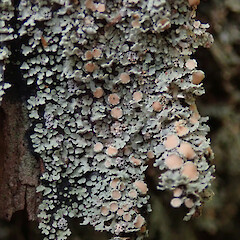 Wainuiomata Forest.<br>Photographer: Melissa Hutchison, Date taken: 27/11/2019, Licence: <a target='_blank' href='https://creativecommons.org/licenses/by-nc/4.0'>CC BY-NC</a>. <a class='member-message' href='/nzpcn/why-join-nzpcn/' target='_blank'>Members can view a larger version of this image.</a>