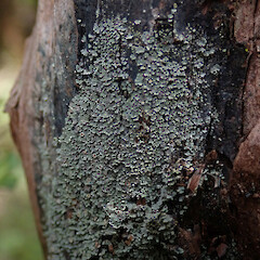 Wainuiomata Forest.<br>Photographer: Melissa Hutchison, Date taken: 27/11/2019, Licence: <a target='_blank' href='https://creativecommons.org/licenses/by-nc/4.0'>CC BY-NC</a>. <a class='member-message' href='/nzpcn/why-join-nzpcn/' target='_blank'>Members can view a larger version of this image.</a>