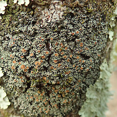 Kepler Track, Fiordland.<br>Photographer: Melissa Hutchison, Date taken: 02/10/2020, Licence: <a target='_blank' href='https://creativecommons.org/licenses/by-nc/4.0'>CC BY-NC</a>. <a class='member-message' href='/nzpcn/why-join-nzpcn/' target='_blank'>Members can view a larger version of this image.</a>
