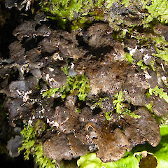 Sticta fuliginoides