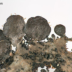 Specimen form Erua Forest, Ruapehu.<br>Photographer: Peter J de Lange, Licence: <a target='_blank' href='https://creativecommons.org/licenses/by-nc/4.0'>CC BY-NC</a>. <a class='member-message' href='/nzpcn/why-join-nzpcn/' target='_blank'>Members can view a larger version of this image.</a>