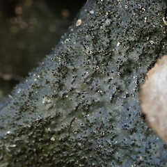 Isidia on upper surface. Oue, Northland.<br>Photographer: Marley Ford, Date taken: 13/04/2019, Licence: Public domain. <a class='member-message' href='/nzpcn/why-join-nzpcn/' target='_blank'>Members can view a larger version of this image.</a>