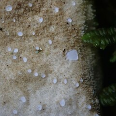 Thallus underside. Oue, Northland.<br>Photographer: Marley Ford, Date taken: 13/04/2019, Licence: Public domain. <a class='member-message' href='/nzpcn/why-join-nzpcn/' target='_blank'>Members can view a larger version of this image.</a>