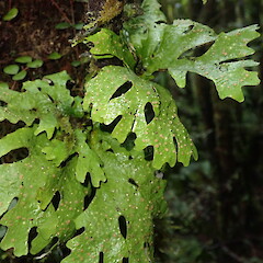 Sticta menziesii