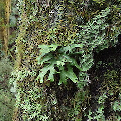 Corticolous. Pureora.<br>Photographer: Marley Ford, Licence: <a target='_blank' href='https://creativecommons.org/licenses/by-nc/4.0'>CC BY-NC</a>. <a class='member-message' href='/nzpcn/why-join-nzpcn/' target='_blank'>Members can view a larger version of this image.</a>