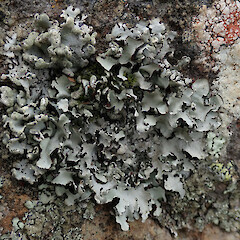 On rock outcrop, Port Hills, Christchurch.<br>Photographer: Melissa Hutchison, Date taken: 10/11/2019, Licence: <a target='_blank' href='https://creativecommons.org/licenses/by-nc/4.0'>CC BY-NC</a>. <a class='member-message' href='/nzpcn/why-join-nzpcn/' target='_blank'>Members can view a larger version of this image.</a>