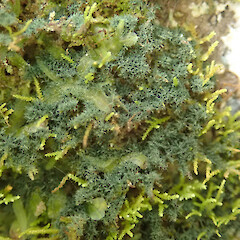 Dictyonema sericeum
