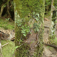 Heaphy Track, West Coast.<br>Photographer: Melissa Hutchison, Date taken: 04/04/2021, Licence: <a target='_blank' href='https://creativecommons.org/licenses/by-nc/4.0'>CC BY-NC</a>. <a class='member-message' href='/nzpcn/why-join-nzpcn/' target='_blank'>Members can view a larger version of this image.</a>