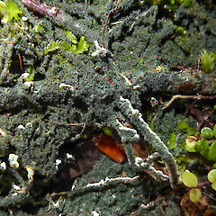 McElroy Scenic Reserve, Auckland Region.<br>Photographer: Peter J de Lange, Licence: Public domain. <a class='member-message' href='/nzpcn/why-join-nzpcn/' target='_blank'>Members can view a larger version of this image.</a>