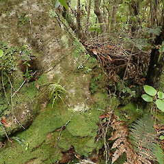 Metus habitat, Doughboy Bay, Stewart Island.<br>Photographer: Melissa Hutchison, Date taken: 26/01/2021, Licence: <a target='_blank' href='https://creativecommons.org/licenses/by-nc/4.0'>CC BY-NC</a>. <a class='member-message' href='/nzpcn/why-join-nzpcn/' target='_blank'>Members can view a larger version of this image.</a>