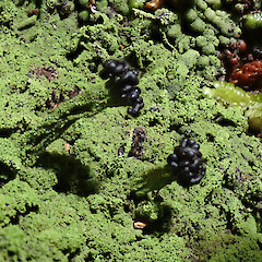 Metus conglomeratus