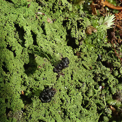 Ulva Island, Rakiura.<br>Photographer: Melissa Hutchison, Date taken: 15/04/2021, Licence: <a target='_blank' href='https://creativecommons.org/licenses/by-nc/4.0'>CC BY-NC</a>. <a class='member-message' href='/nzpcn/why-join-nzpcn/' target='_blank'>Members can view a larger version of this image.</a>
